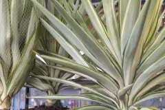 YUCCA-GLORIOSA