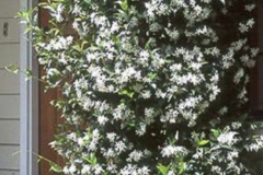 jasmin