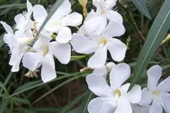 laurier-rose-blanc
