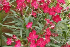 laurier-rose-rouge