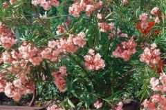 laurier-rose-saumon
