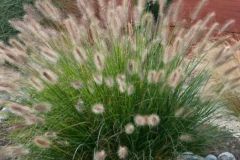 pennisetum-alopecuroide