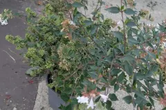 Abelia-Grandiflora Abelia-Grandiflora