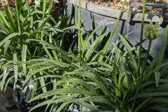 Agapanthe