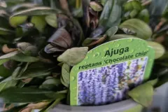 Ajuga