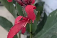 Canna-14E50 Canna-14E50