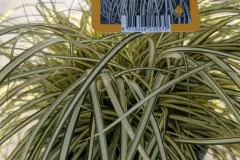 Carex-Evregold-
