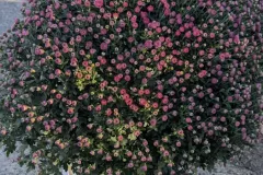 Chrysantheme-Jumbo