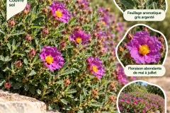 Ciste-Pourpre-9E50 Ciste-Pourpre-9E50