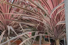 Cordyline-Australis-39E Cordyline-Australis-39E