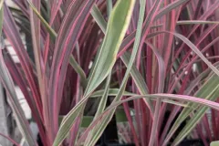Cordyline-Australis-Can-Can