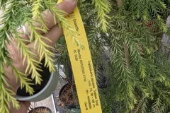 Cryptomeria-Japonica