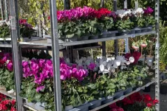 Cyclamen