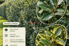ELEAGNUS-