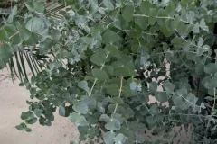 Eucalyptus-39E Eucalyptus-39E
