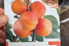 Fruitiers-Abricotier-Bergeron-2 Fruitiers-Abricotier-Bergeron-2