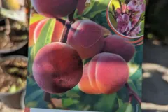 Fruitiers-Pechers Fruitiers-Pechers