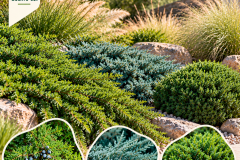Guide-des-genevriers-au-jardin-rocheux