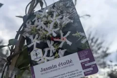 Jasmin-Etoile-19E50