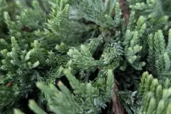 Juniperus-12