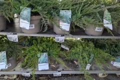 Juniperus-12E50
