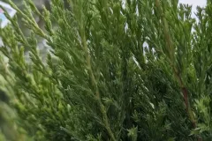 Juniperus-13