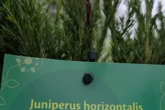 Juniperus-14
