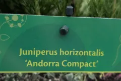 Juniperus-2