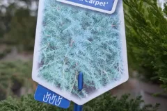 Juniperus-3