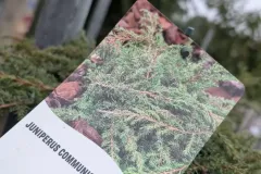 Juniperus-4