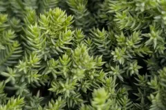 Juniperus-5