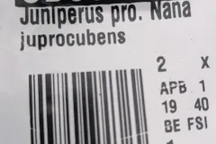 Juniperus-6