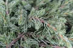 Juniperus-7