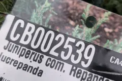 Juniperus-8