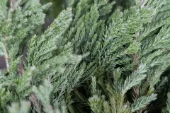 Juniperus-9