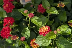 Lantana