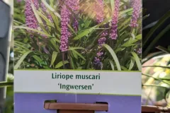 Liriope-Muscari-8E50-1