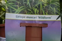 Liriope-Muscari-8E50-2