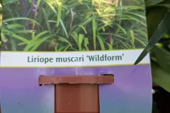 Liriope-Muscari-8E50-3