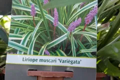Liriope-Muscari-8E50-4