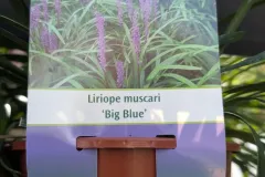 Liriope-Muscari-8E50-5