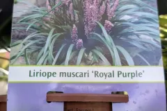 Liriope-Muscari-8E50-6