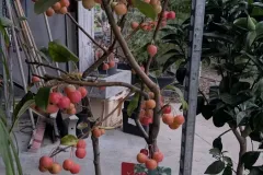 Malus-Red-Sentinel Malus-Red-Sentinel