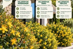 Millepertuis-Au-Jardin