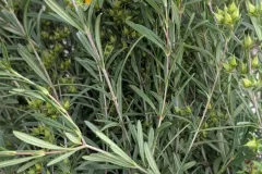 Millepertuis-Gem-14E50