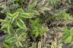 Millepertuis-Moseranium
