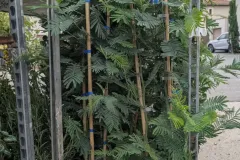 Mimosa-39E