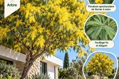Mimosa-En-Fleurs-Guide-Botanique-Elegant