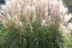 Miscanthus-GIGANTEUS-14E50