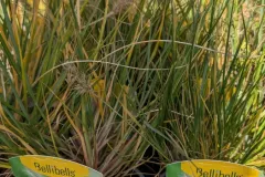 Pennisetum